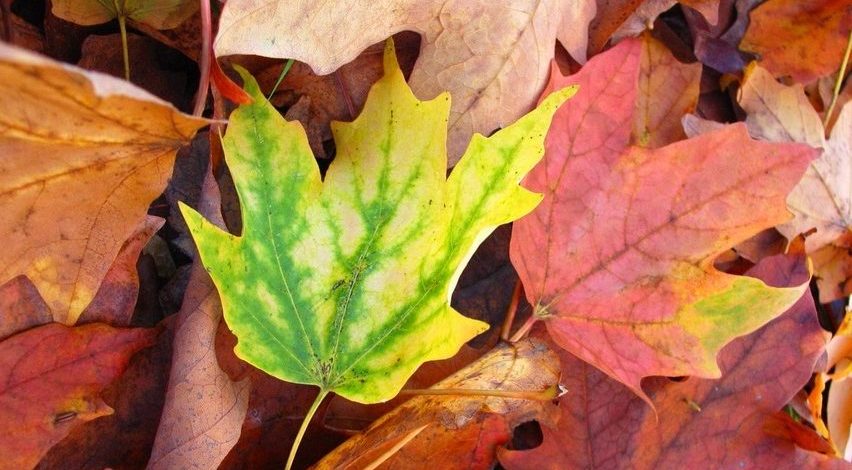 Imágenes de hojas de colores rojizos en el suelo